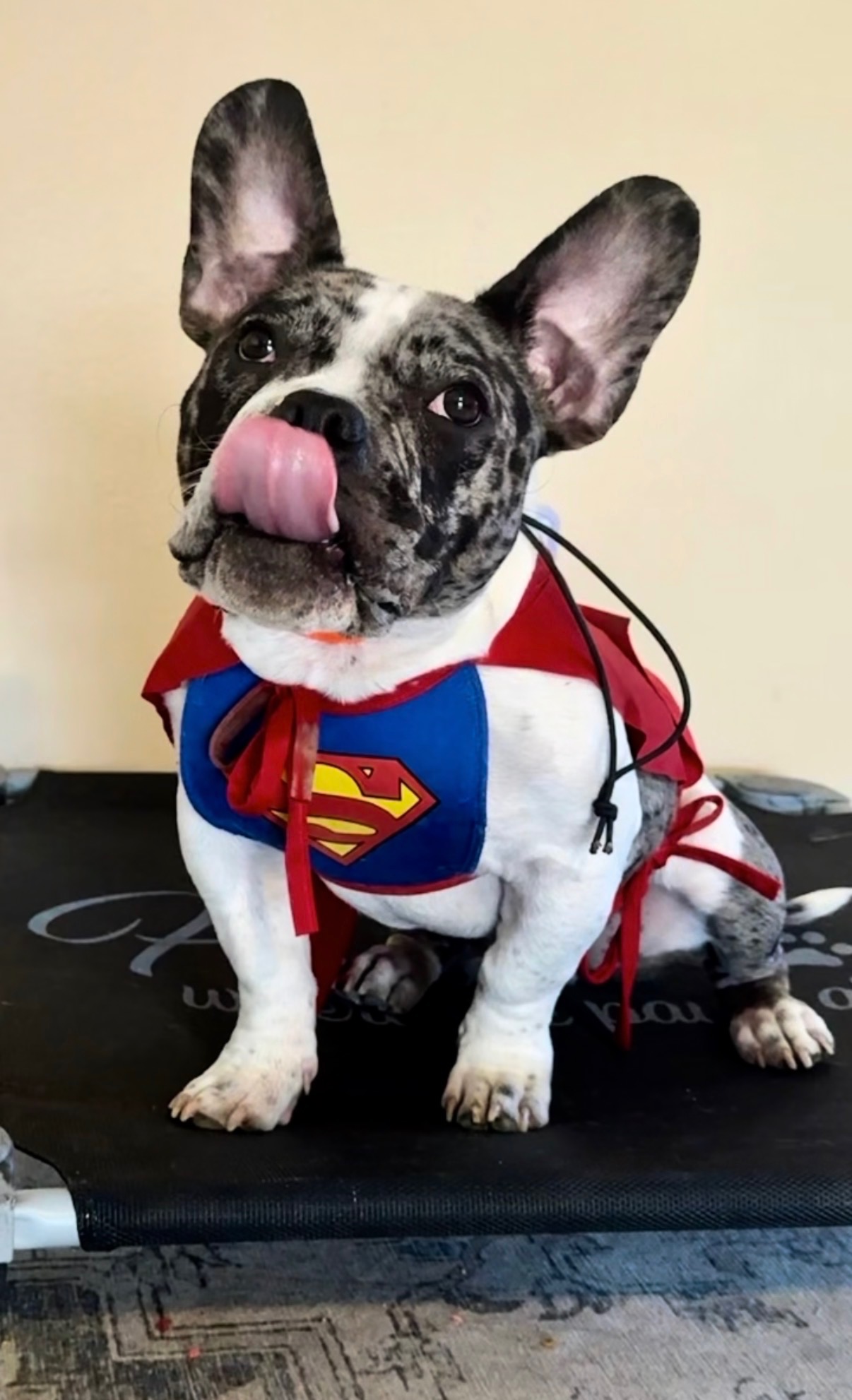 French Bulldog in training