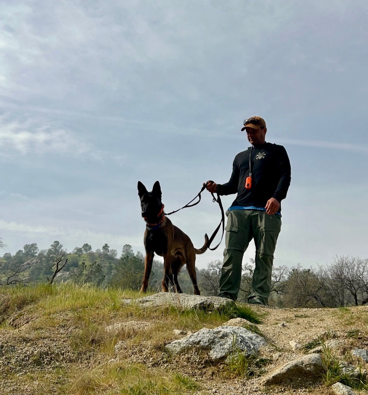 Dog standing alert on hilltop overlooking Bakersfield
