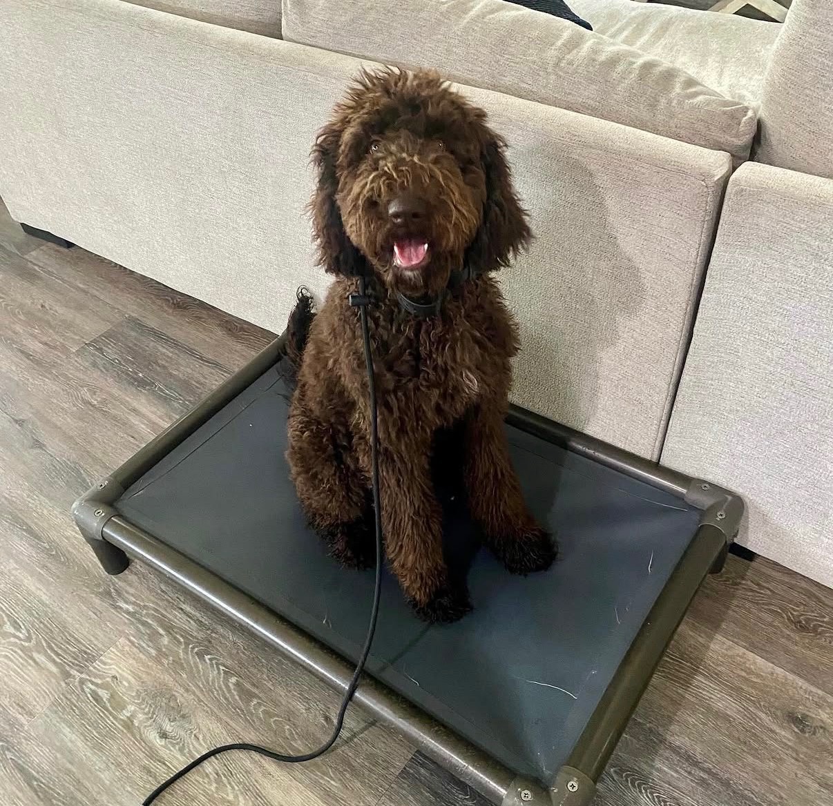 Puppy holding place command on cot